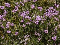 Erica umbellata 4, Saxifraga-Willem van Kruijsbergen